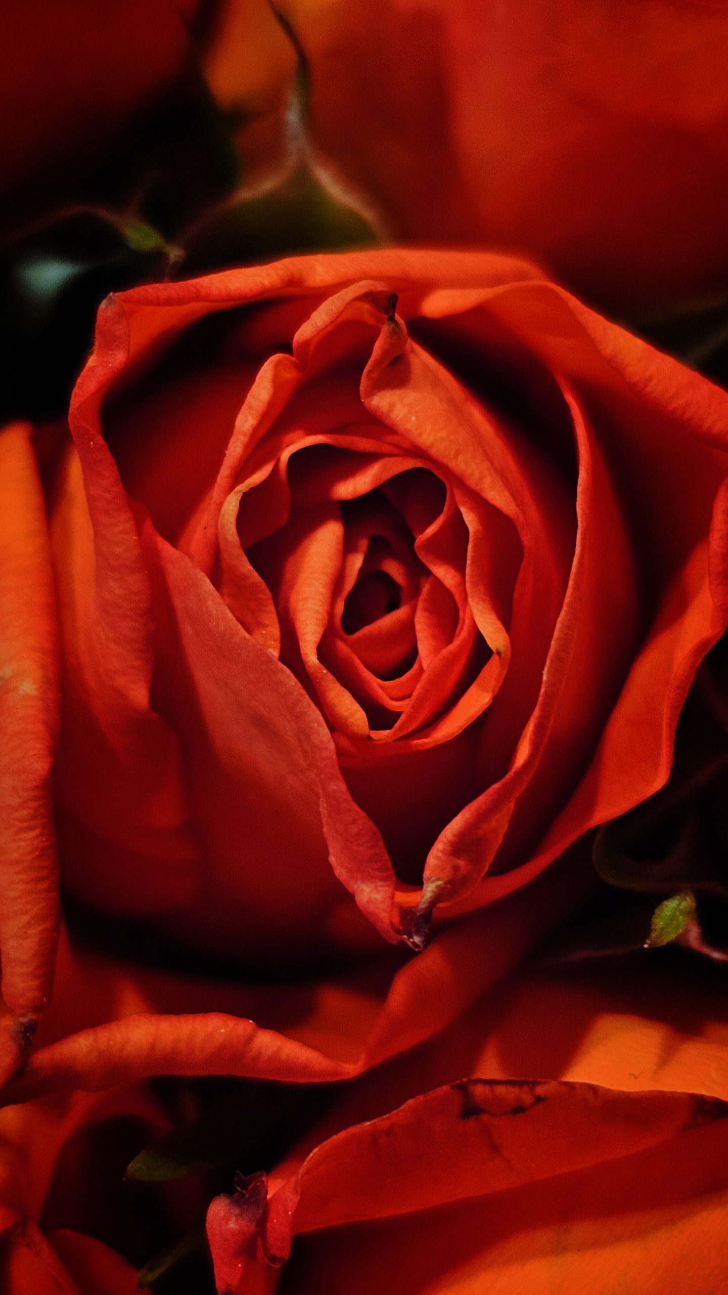 Close-up van een rode roos